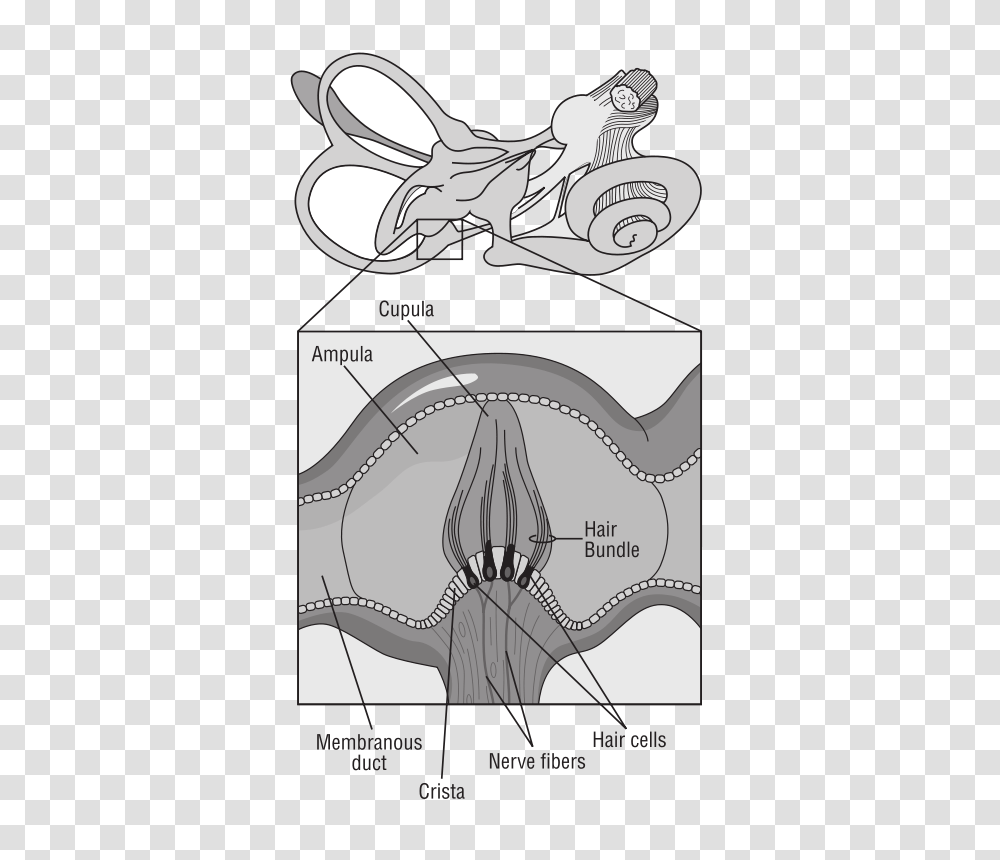 Technology, Plot, Diagram, Horse Transparent Png