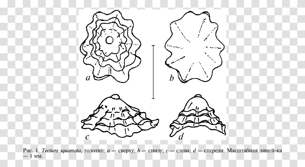 Tectura Squamata Holotype A Top View Bventral View C Illustration, Sea Life, Animal, Invertebrate, Clam Transparent Png