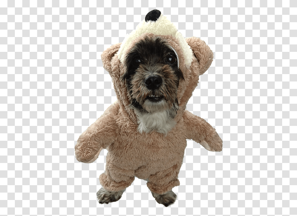 Teddy Bear Schnoodle, Canine, Mammal, Animal, Pet Transparent Png