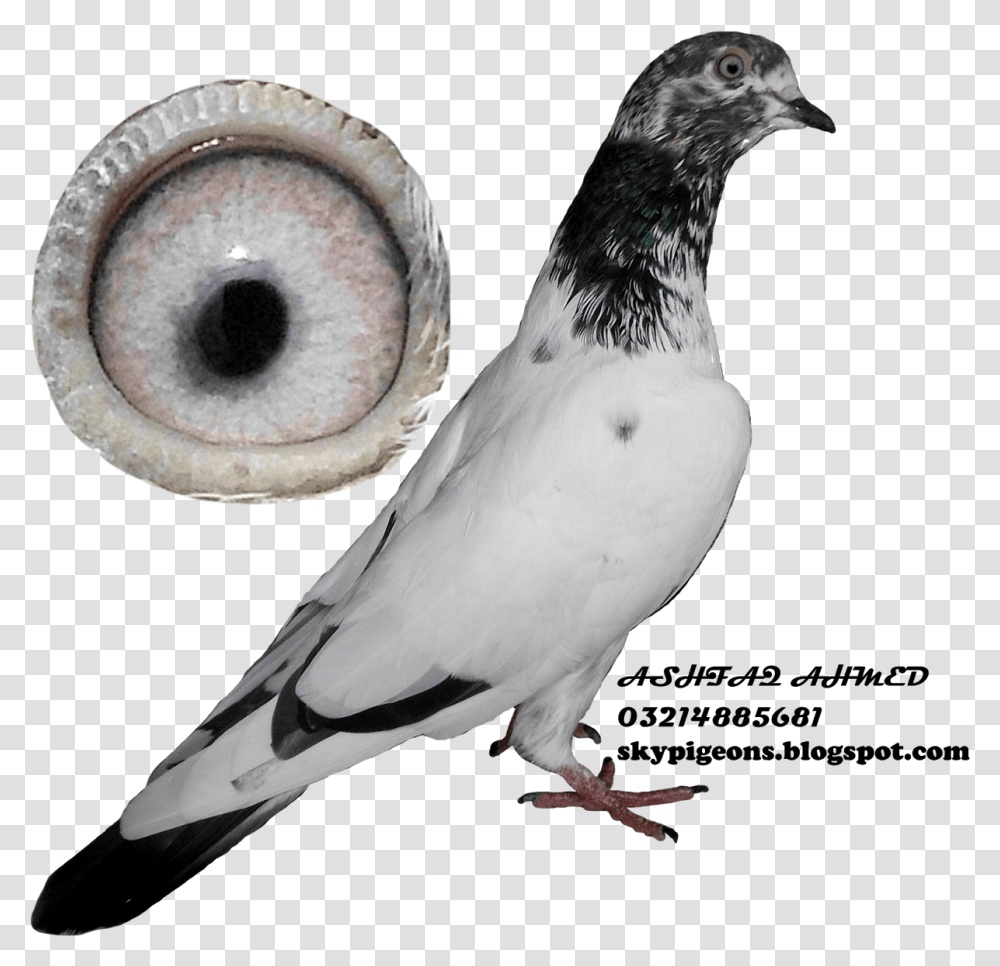 Teddy Pigeons Hd, Bird, Animal, Dove Transparent Png