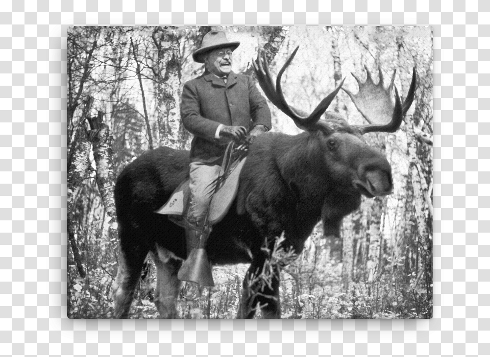 Teddy Roosevelt Riding A Bullmoose Canvas Teddy Roosevelt Riding A Bull Moose, Person, Human, Wildlife, Animal Transparent Png