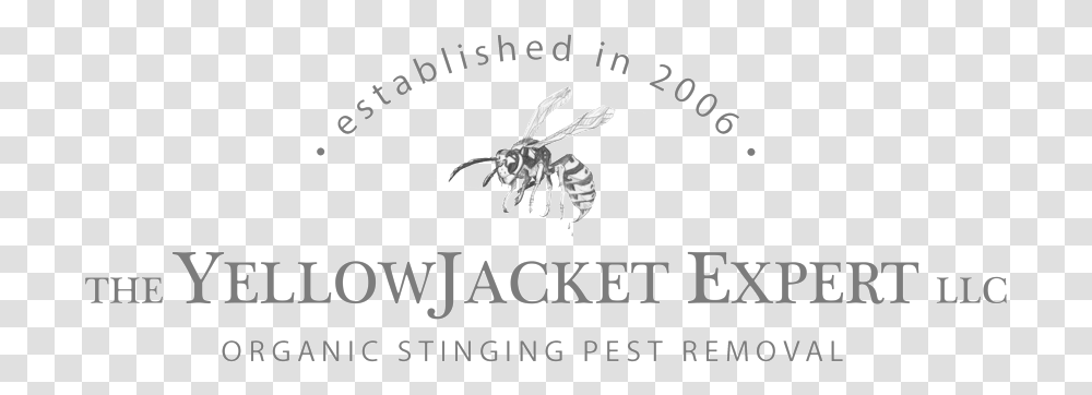 Tee Shirt Design 4 Driskill Hotel, Wasp, Bee, Insect, Invertebrate Transparent Png
