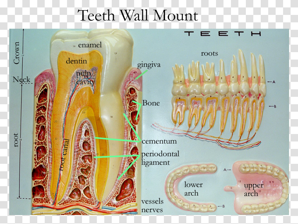 Teeth Anatomy Model Labeled, Plot, Finger, Pattern Transparent Png