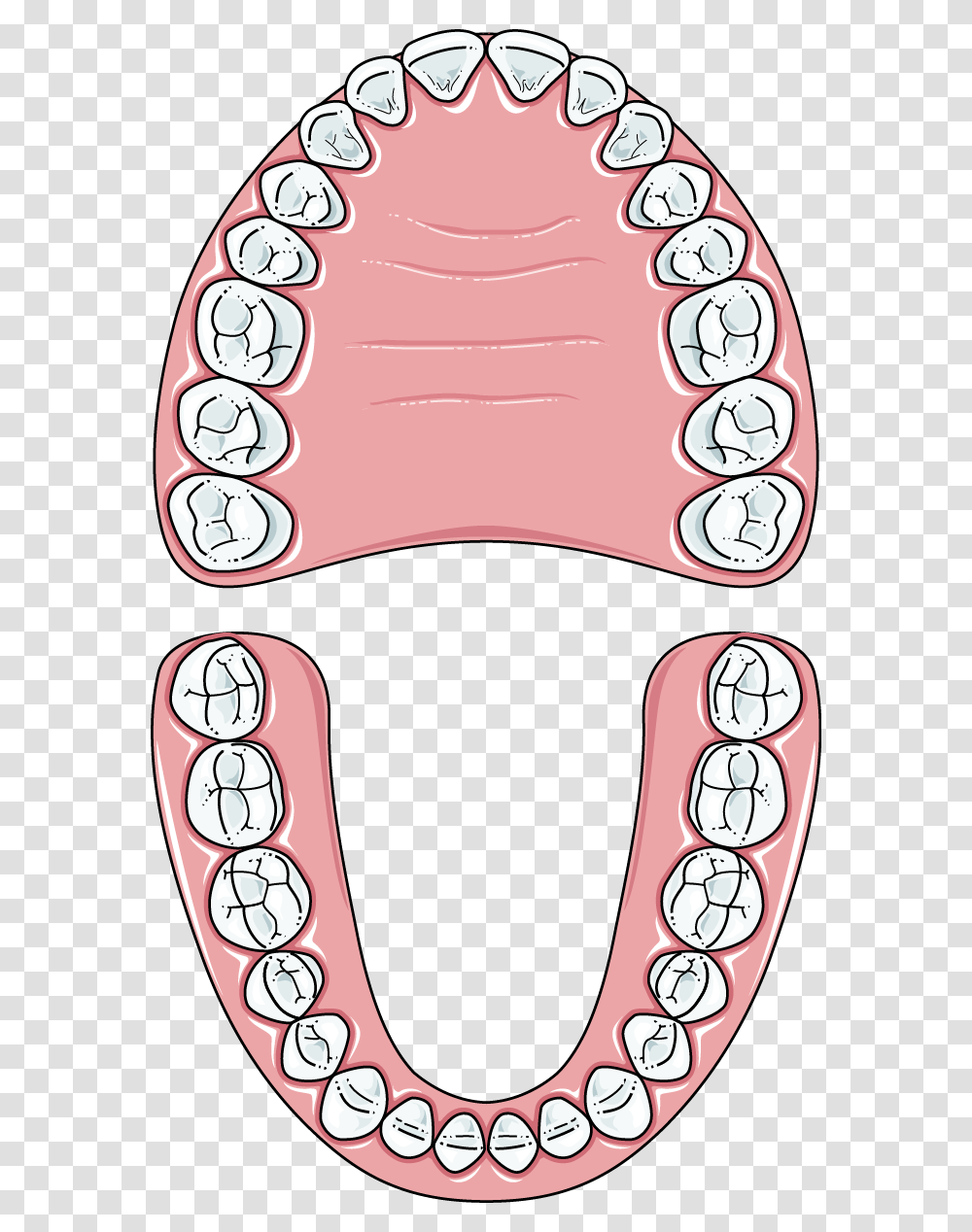 Teeth Clip Permanent Set Of Teeth Clipart, Mouth, Jaw, Interior Design, Indoors Transparent Png