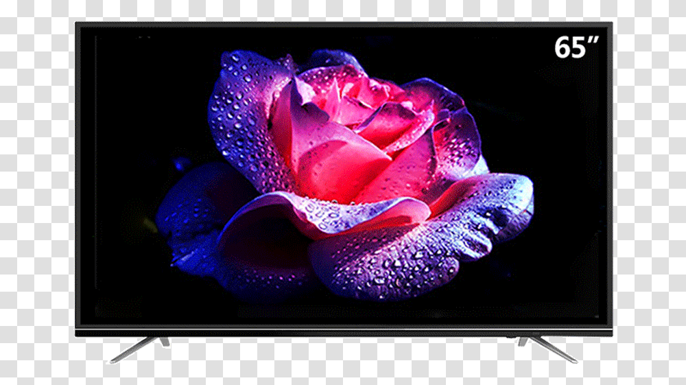 Television Set, Petal, Flower, Plant, Blossom Transparent Png