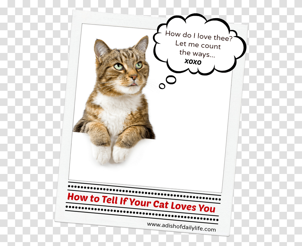 Tell A Cat You Love Them, Advertisement, Poster, Pet, Mammal Transparent Png