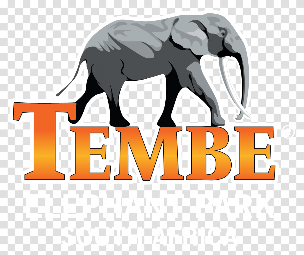 Tembe Elephant Park Lodge Indian Elephant, Animal, Mammal, Wolf Transparent Png