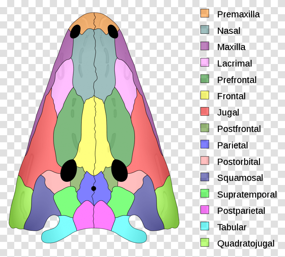 Temnospondyl Skull, Triangle, Peeps Transparent Png
