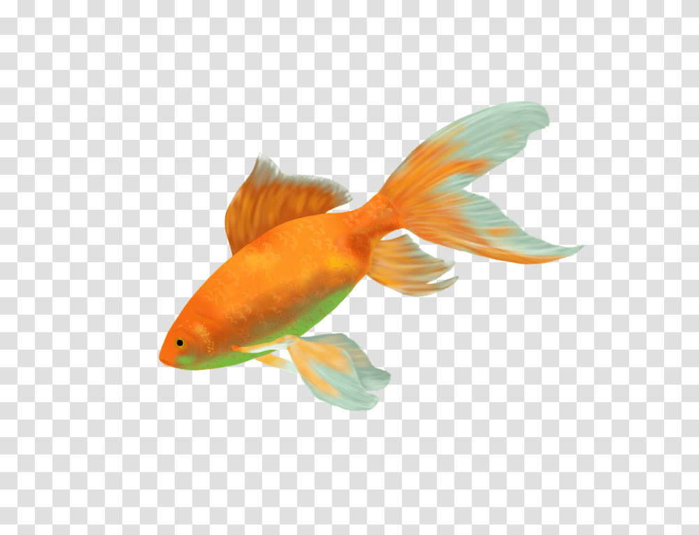 Tempe Town Lake Sets Out Welcome Mat For A Million Goldfish Ikan Hias Air Tawar, Animal Transparent Png