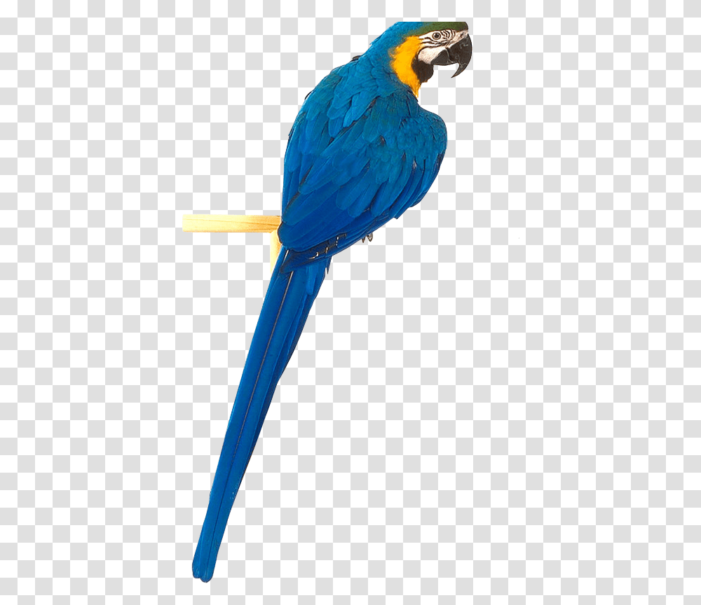 Ten Isolated Stock Photo, Bird, Animal, Parrot, Macaw Transparent Png