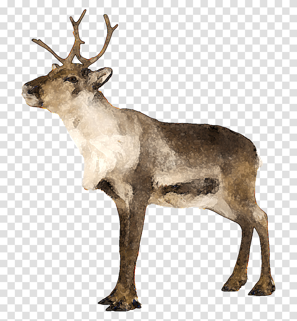 Ten Ways To Modify Caribu Clip Art, Deer, Wildlife, Mammal, Animal Transparent Png