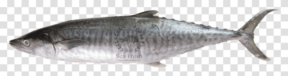 Tenggiri Fish, Animal, Coho, Sea Life, Mammal Transparent Png