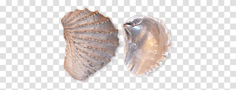 Tennessee State Fossil, Sea Life, Animal, Invertebrate, Seashell Transparent Png