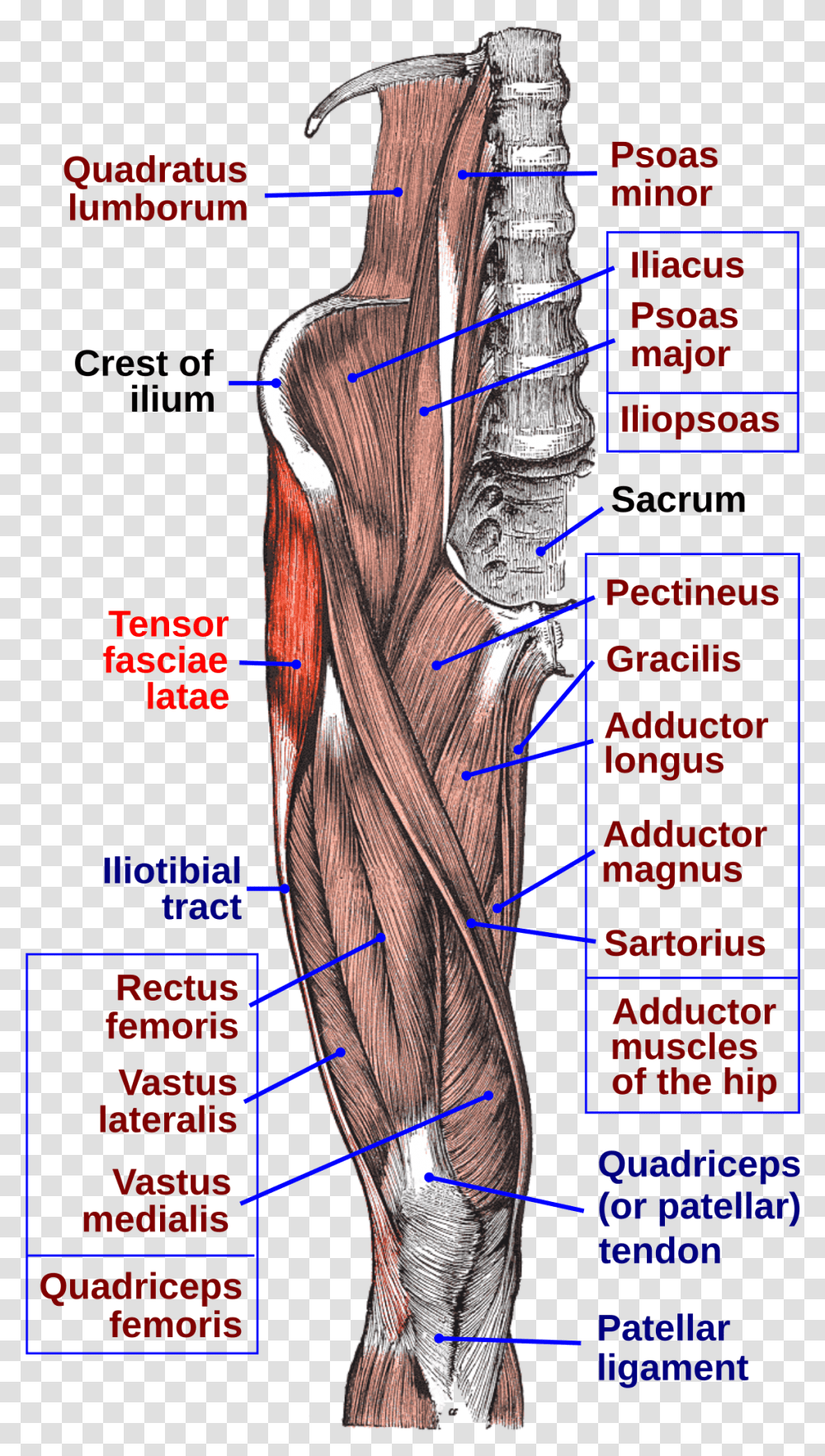 Tensor Fasciae Latae Muscle, Plot, Hip, Neck, Diagram Transparent Png