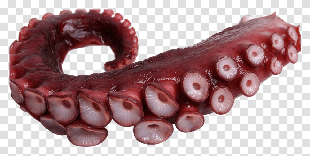 Tentacle Octopus Freetoedit Octopus Tentacles, Sea Life, Animal, Invertebrate, Food Transparent Png