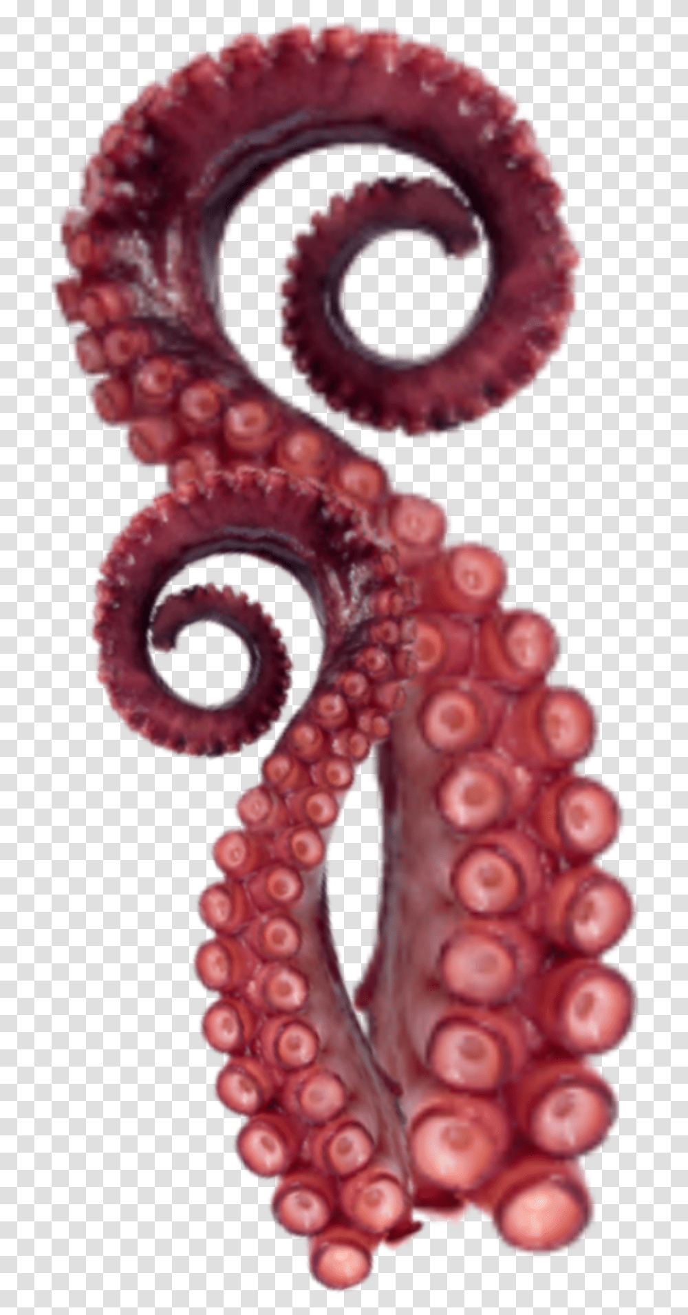 Tentacles Octopus Sticker Octopus, Sea Life, Animal, Invertebrate, Cross Transparent Png