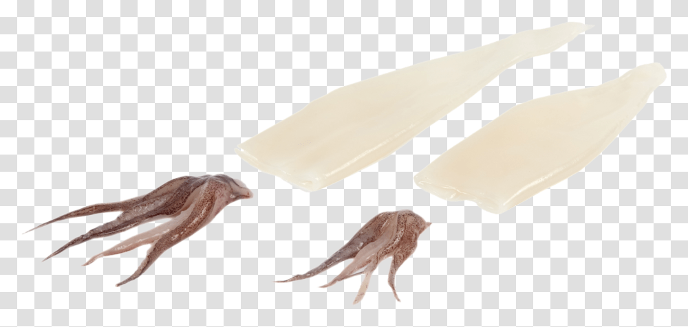 Tentacles Squid Tubes Cleaned, Animal, Ice Pop, Sea Life Transparent Png