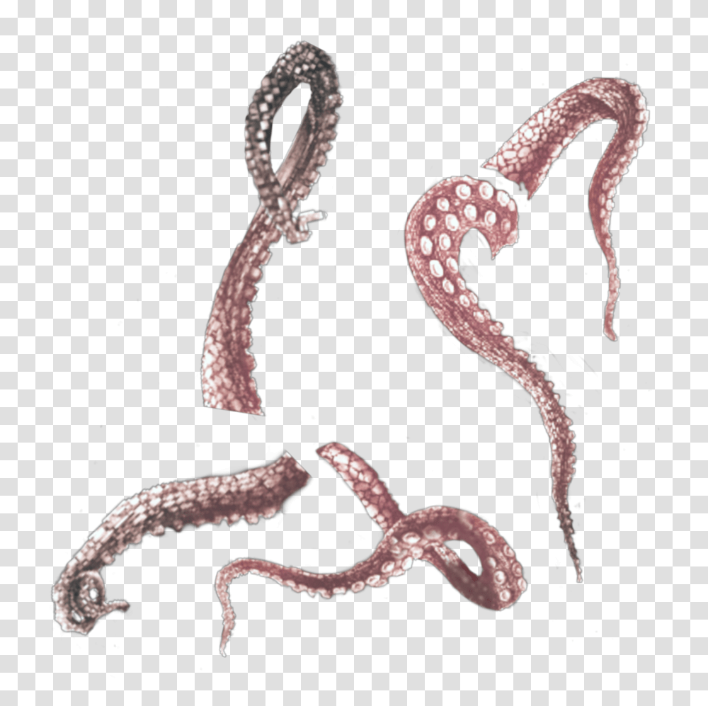 Tentacles Tentacle Octopus Octopuss Ocean Nautre Illustration, Snake, Reptile, Animal, Invertebrate Transparent Png