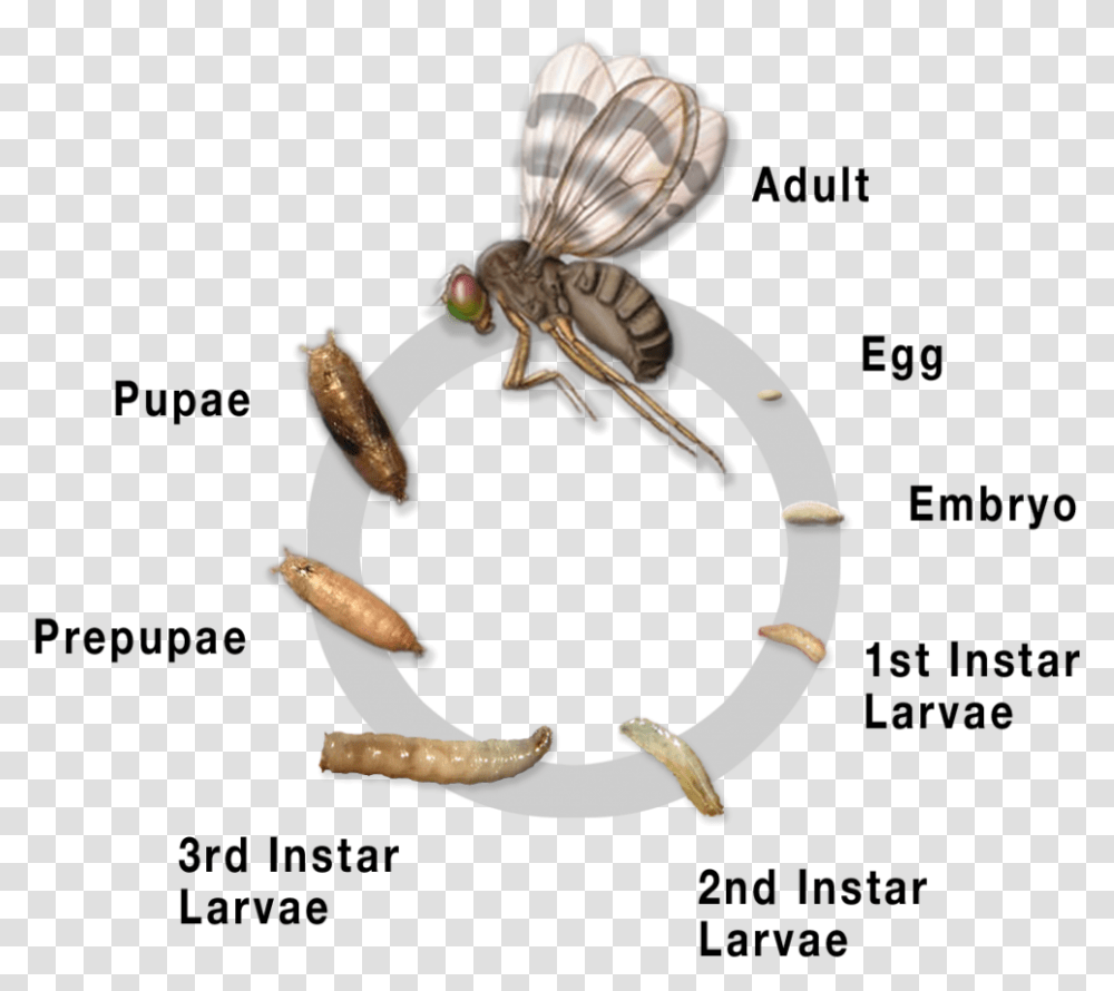 Tephritidae Life Cycle, Animal, Invertebrate, Insect, Wasp Transparent Png