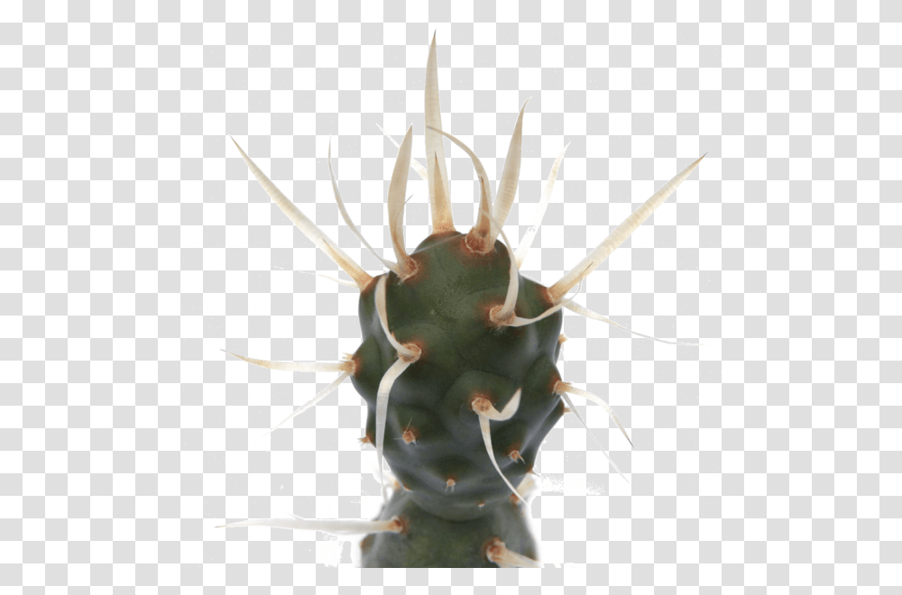 Tephrocactus Articulatus Paper Spine CactusClass Tephrocactus Articulatus, Invertebrate, Animal, Insect, Snail Transparent Png