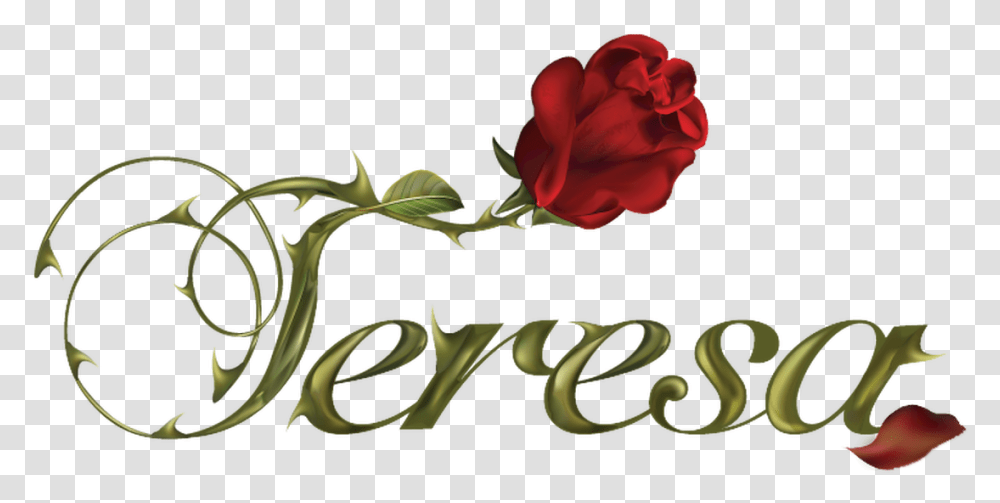 Teresa Teresa Novela, Rose, Flower, Plant, Blossom Transparent Png