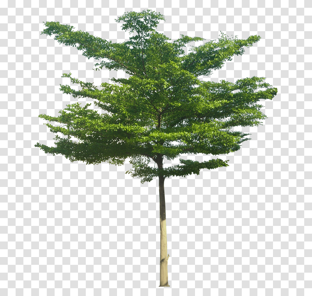 Terminalia Mantaly, Tree, Plant, Maple, Cross Transparent Png