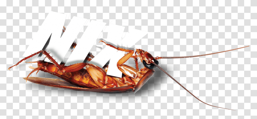 Terminix Roach Cockroach, Wasp, Bee, Insect, Invertebrate Transparent Png