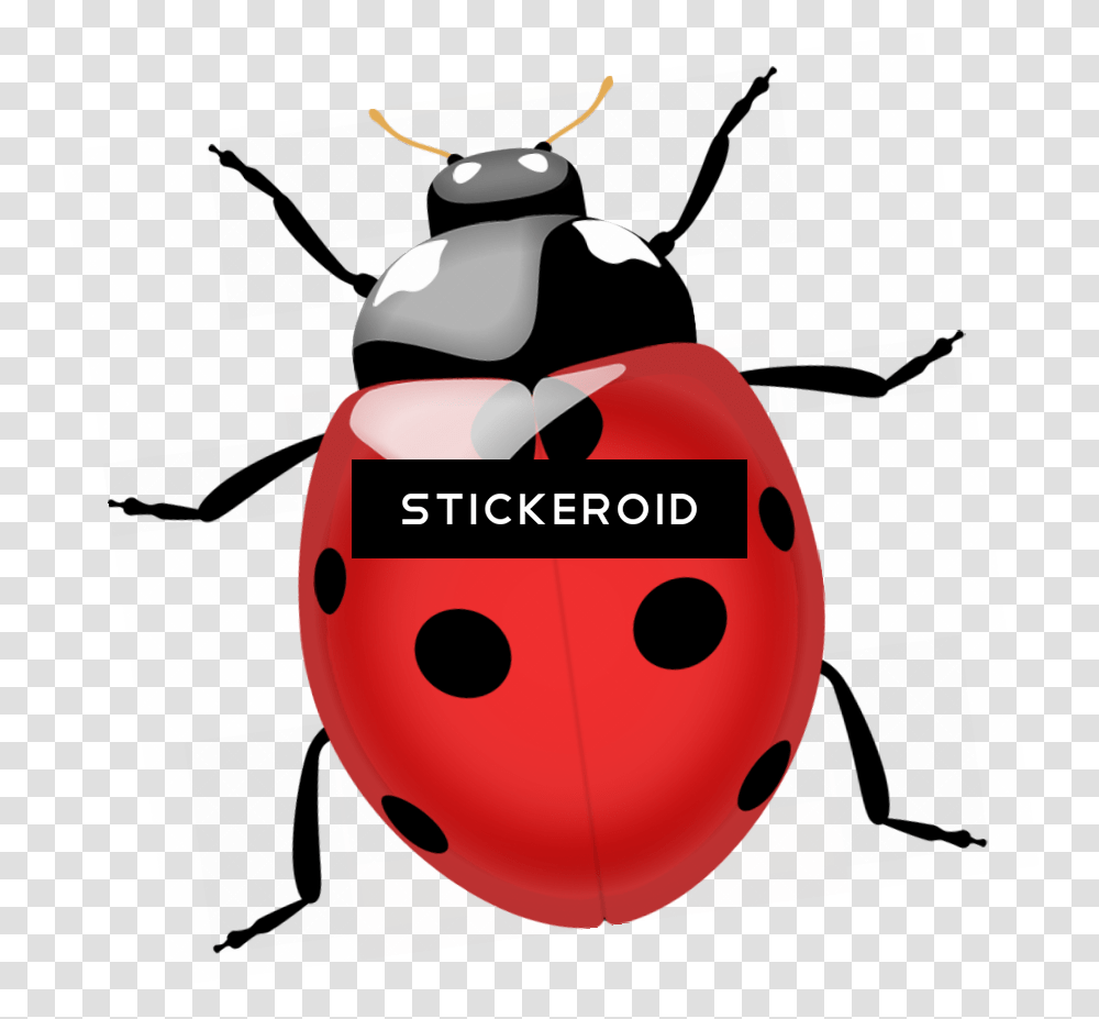 Termite Bugs Insects Coccinella, Outdoors, Nature, Bowling, Sport Transparent Png