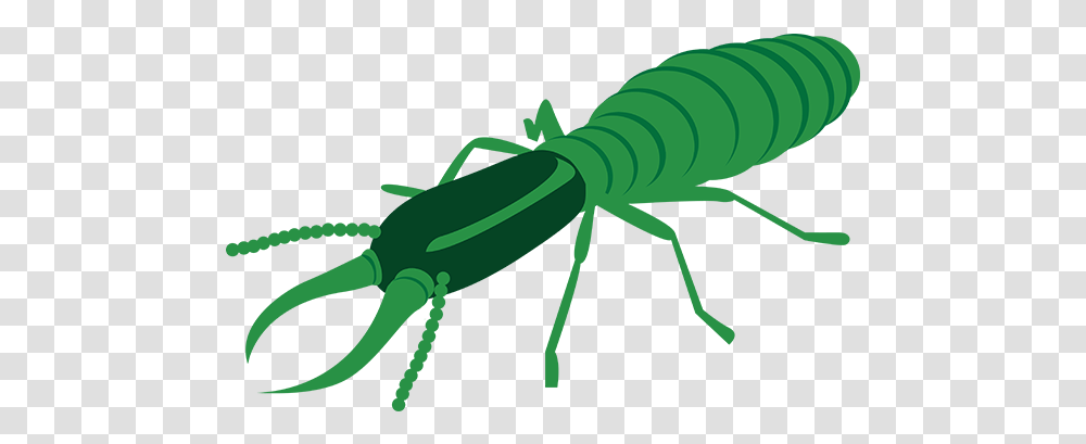 Termite Control Insect, Invertebrate, Animal, Cricket Insect, Aphid Transparent Png