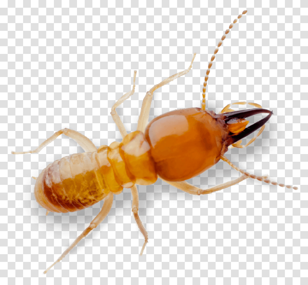 Termite Pest Control Treatment From Sudden Death Royalty Free, Insect, Invertebrate, Animal, Fungus Transparent Png