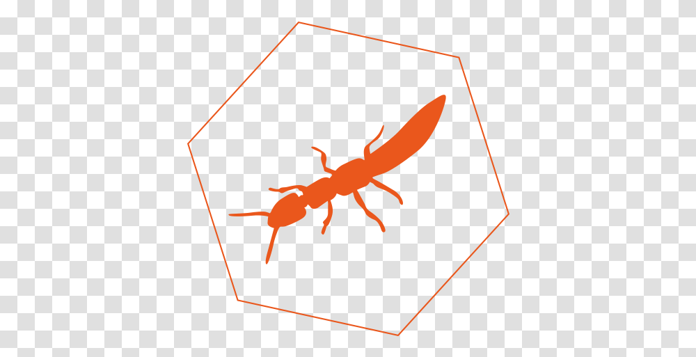 Termites Insect, Wasp, Bee, Invertebrate, Animal Transparent Png