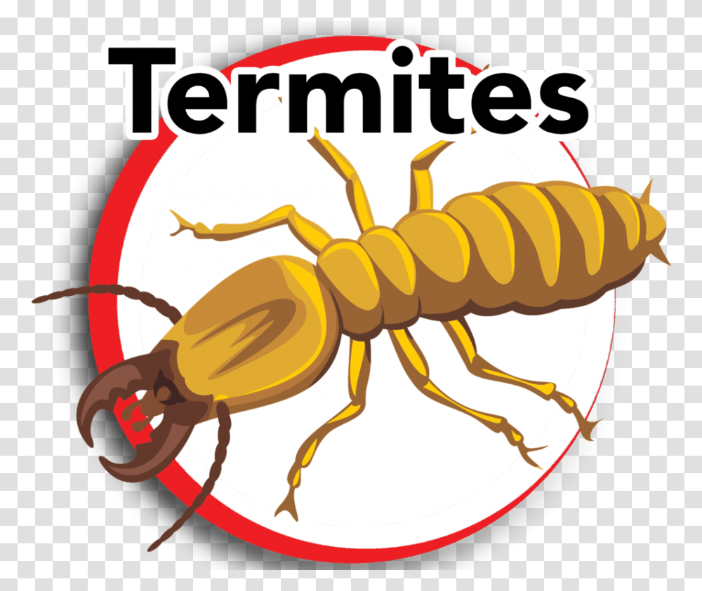 Termites, Lobster, Seafood, Sea Life, Animal Transparent Png