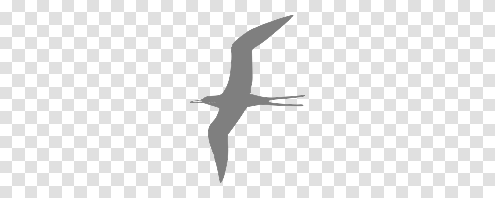 Tern Nature, Animal, Bird, Stencil Transparent Png