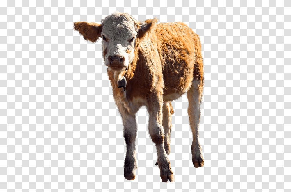 Ternero, Calf, Cow, Cattle, Mammal Transparent Png