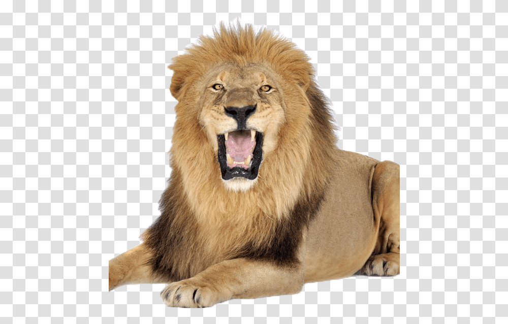 Terrestrial Animal Full Images Of Lion, Wildlife, Mammal Transparent Png