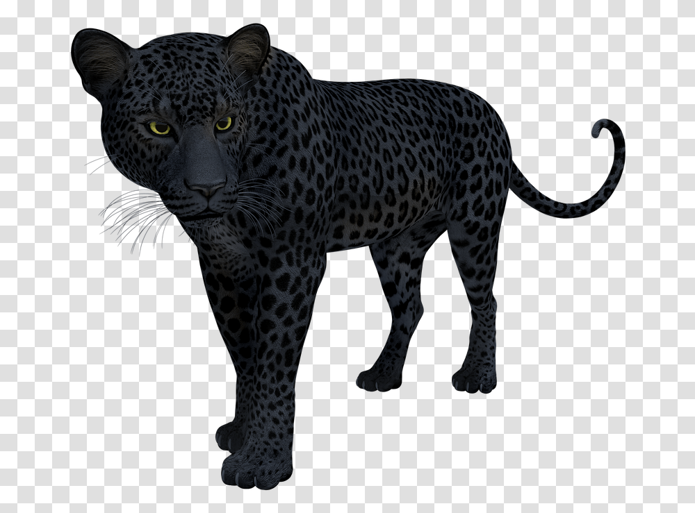 Terrestrial Figureleopardbig Black Panther Snow Leopard Jaguar, Wildlife, Mammal, Animal, Cheetah Transparent Png