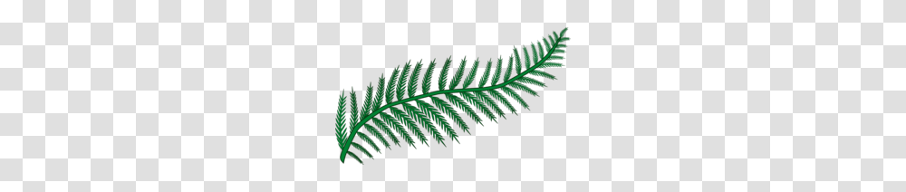 Terrestrial Plant Clipart, Leaf, Fern Transparent Png