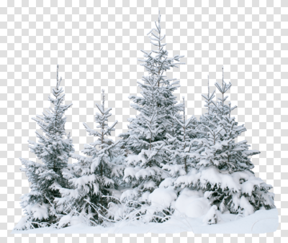 Terrieasterly Snow Snowtree Trees Tree Forest Ice Natu Snow Tree, Plant, Nature, Outdoors, Fir Transparent Png