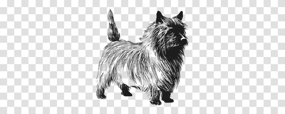 Terrier Animals, Mammal, Pet, Chicken Transparent Png