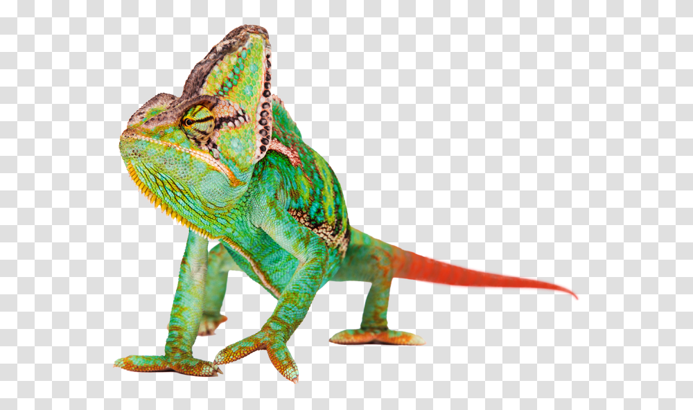 Testimonial, Dinosaur, Reptile, Animal, Iguana Transparent Png