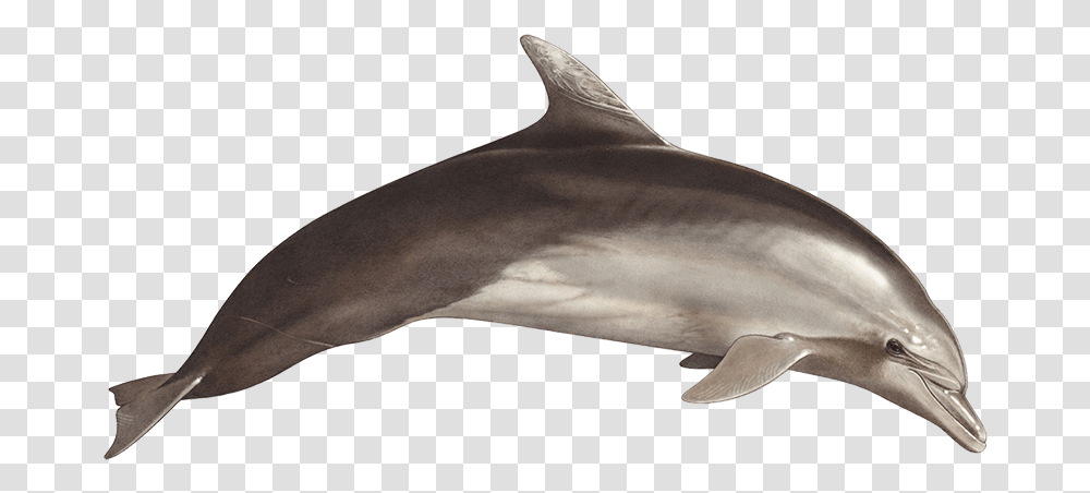 Tethys Research Institute, Dolphin, Mammal, Sea Life, Animal Transparent Png