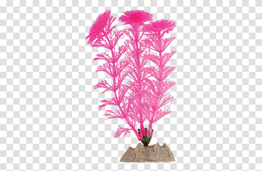 Tetra Glofish Aquarium Plant Underwater Aquarium Plants, Tree, Flower, Blossom, Pattern Transparent Png