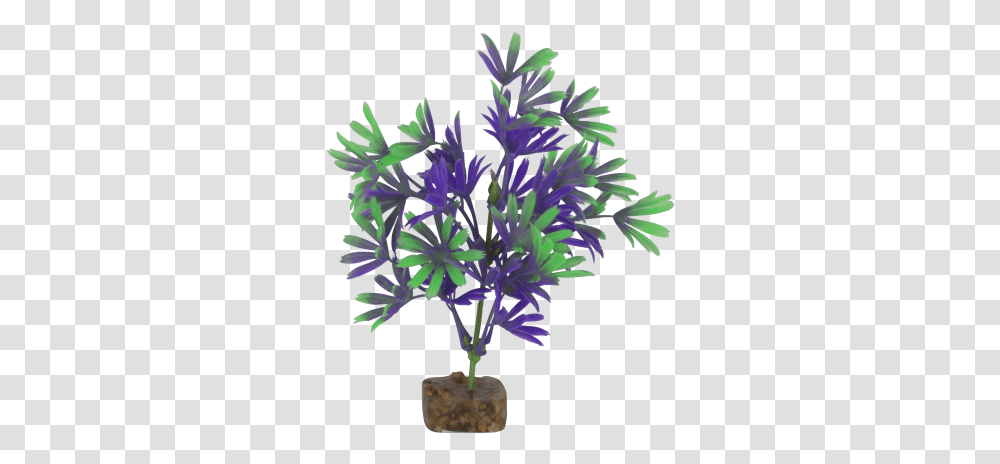 Tetra Glofish Medium Purplegreen Plant Bonsai, Flower, Tree, Bush, Vegetation Transparent Png