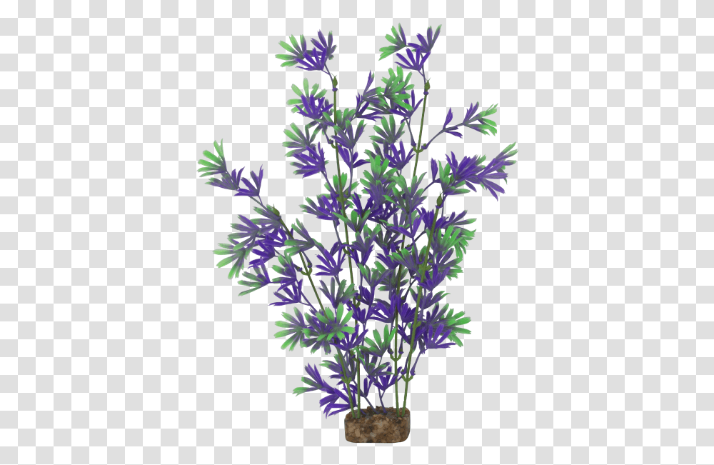 Tetra Glofish X Large Purplegreen Plant Aster, Pattern, Fractal, Ornament, Lavender Transparent Png