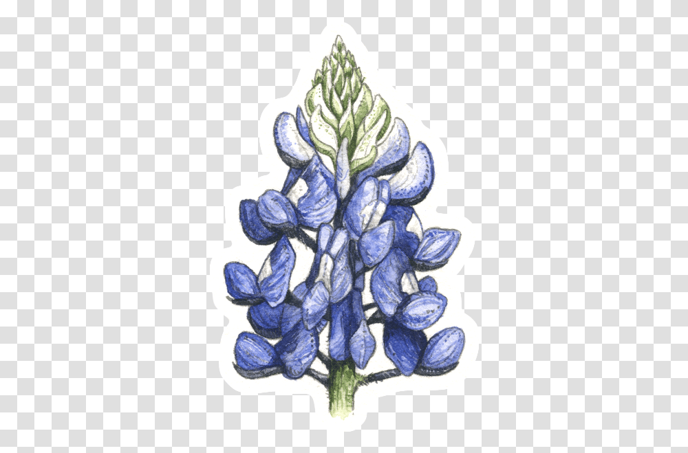 Texas Bluebonnet, Plant, Flower, Blossom, Iris Transparent Png