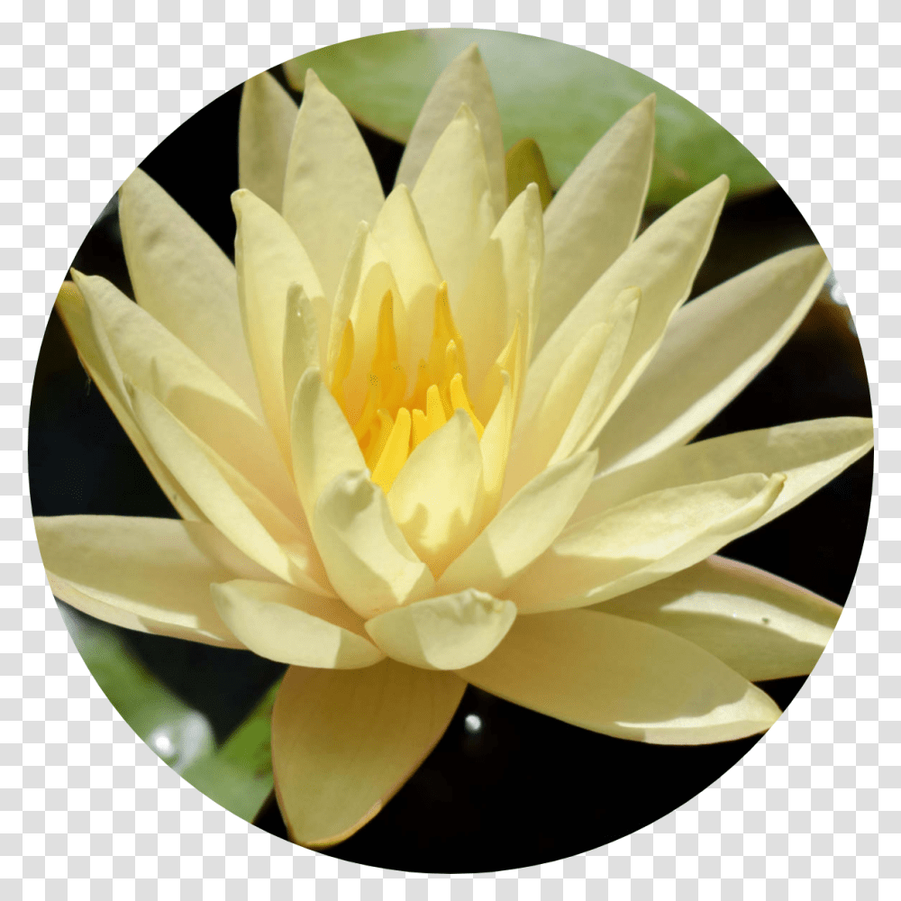 Texas Dawn Sacred Lotus, Lily, Flower, Plant, Blossom Transparent Png