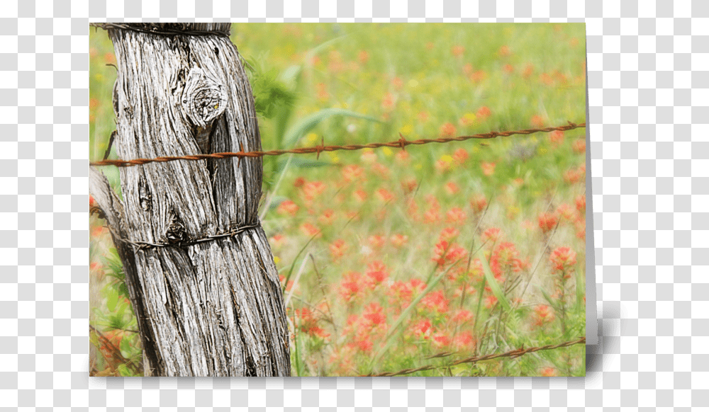 Texas Fences Greeting Card Barbed Wire, Bird, Bee Eater, Tree Stump, Wood Transparent Png