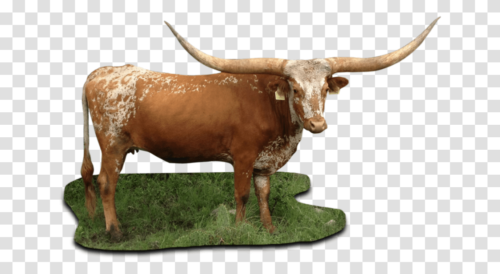 Texas Figureoxbullcow Goat Texas Longhorn Cattle, Mammal, Animal Transparent Png