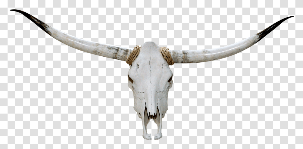 Texas Longhorn, Axe, Tool, Cattle, Mammal Transparent Png