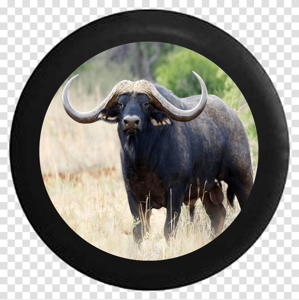 Texas Longhorn Bull Ox Horns Jeep Camper Spare Tire Wild Animals Buffalo Transparent Png